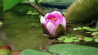 （HD）睡蓮の花が咲く様子 (Blooming Water Lily Time Lapse)
