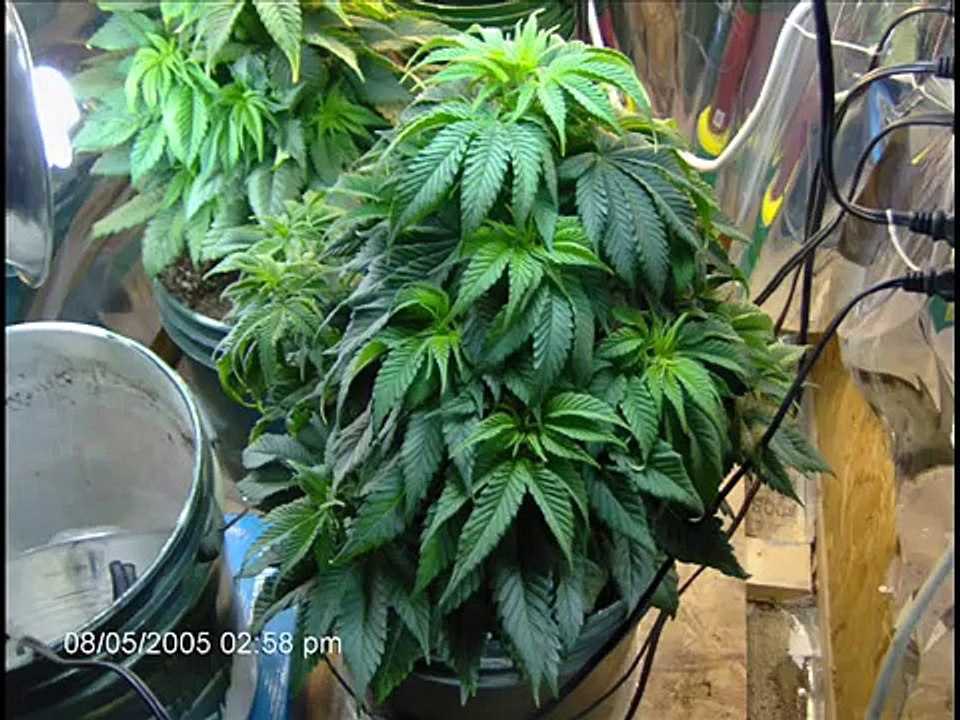 From Seed to Harvest: White Berry (an amazing start to finish slideshow)