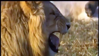 Lion vs Jaguar Fight | Animal Attacks Lion and Jaguar