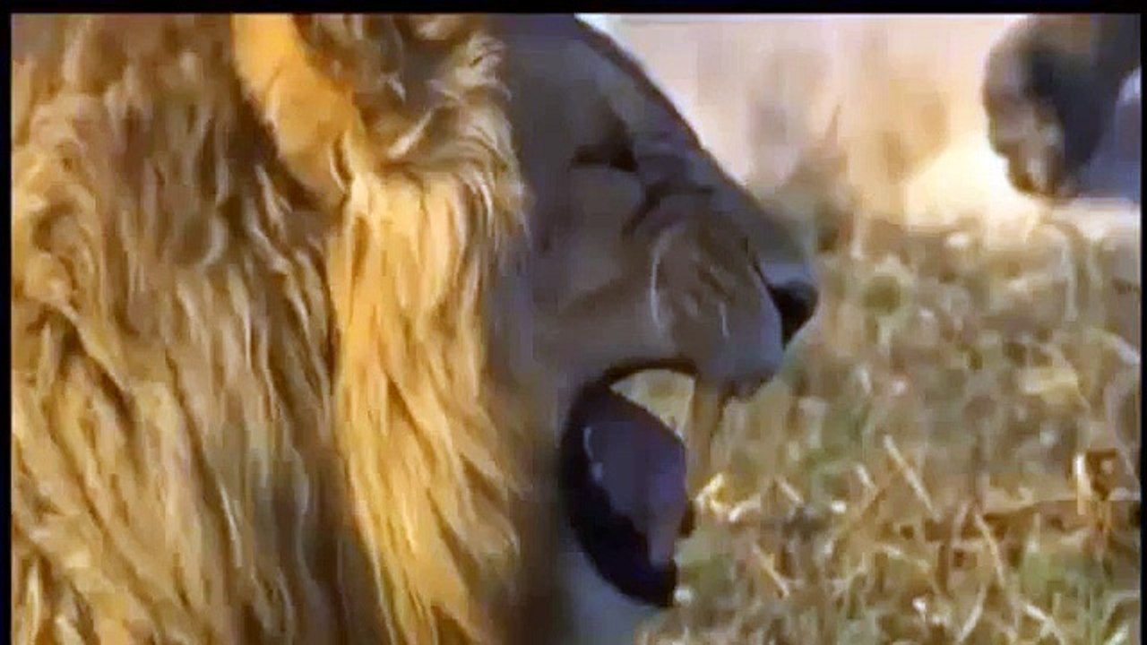 Lion vs Jaguar Fight | Animal Attacks Lion and Jaguar