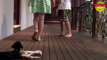 cute puppy videos - puppy defend her owner