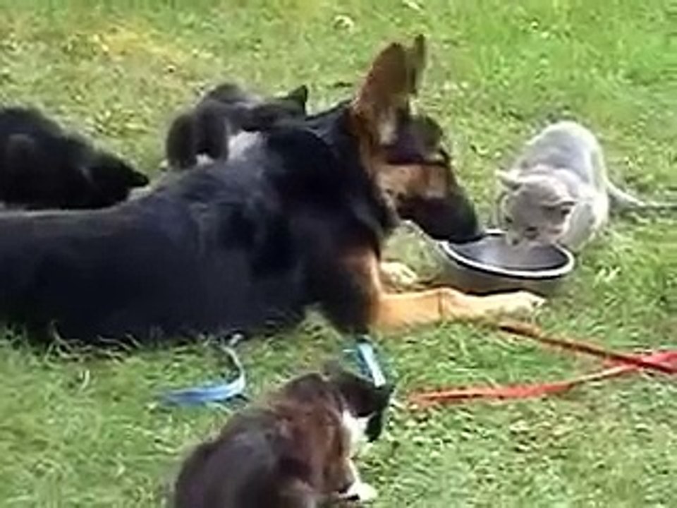 German Shepherd Dog with Cats at www.darnfar.com