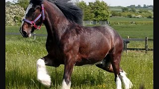 Heavy Horses are beautiful!! (Tribute to heavy horse breeds)