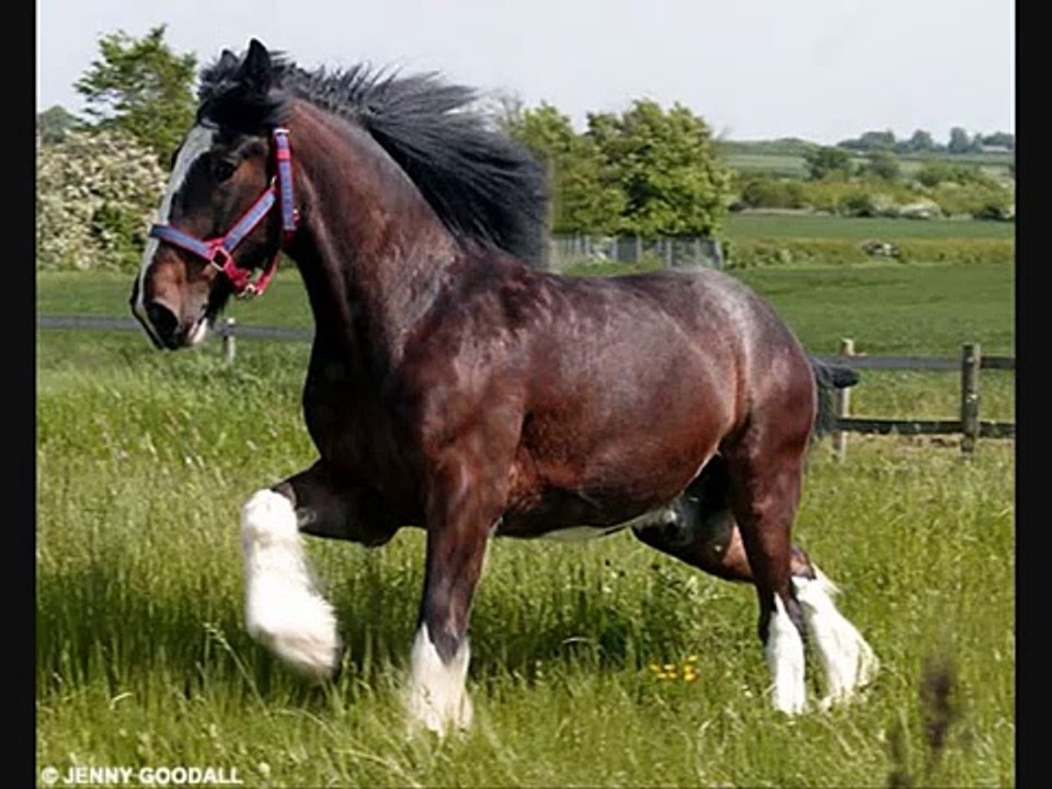 Heavy Horses are beautiful!! (Tribute to heavy horse breeds)