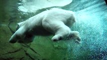 How Oregon Zoo polar bears are aiding climate research