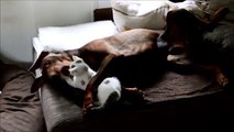 Dobermann und sein  Kätzchen
