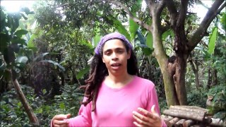 Growing Shiitake Mushrooms in Jamaica Part 1