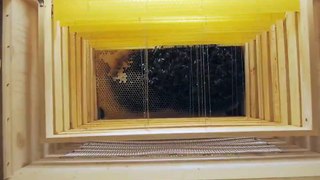 Wabenbau / Honeycombs being built [2 months in 15 seconds]