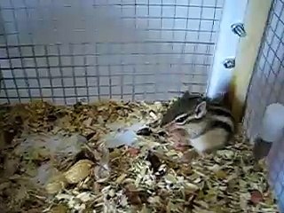 lincoln e le nocciole