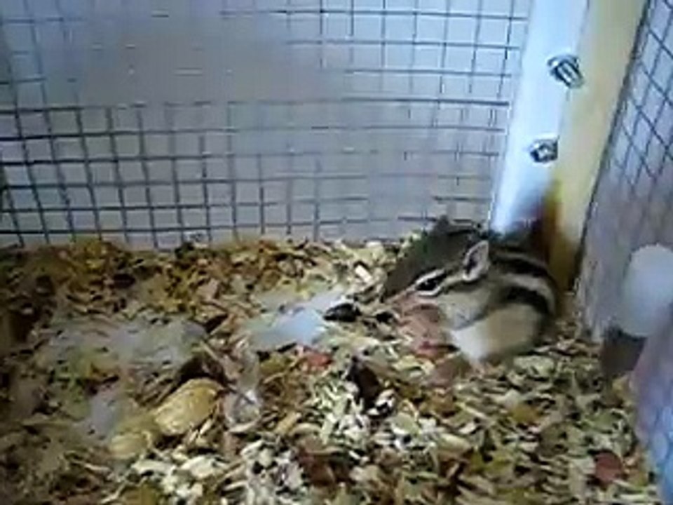 lincoln e le nocciole