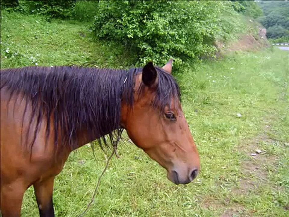 Ջուջևանյան ձիեր
