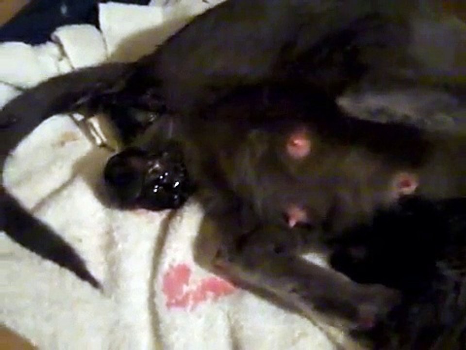 Cat has 7 kittens.wmv