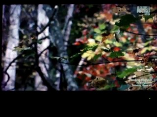 Monsters Inside Me Lyme Disease Babesiosis Story 1