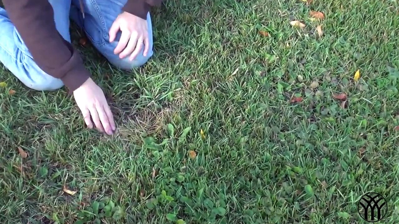 Lawn Weed Control - Creeping Charlie in Lawns - Mickman Brothers Landscape Maintenance