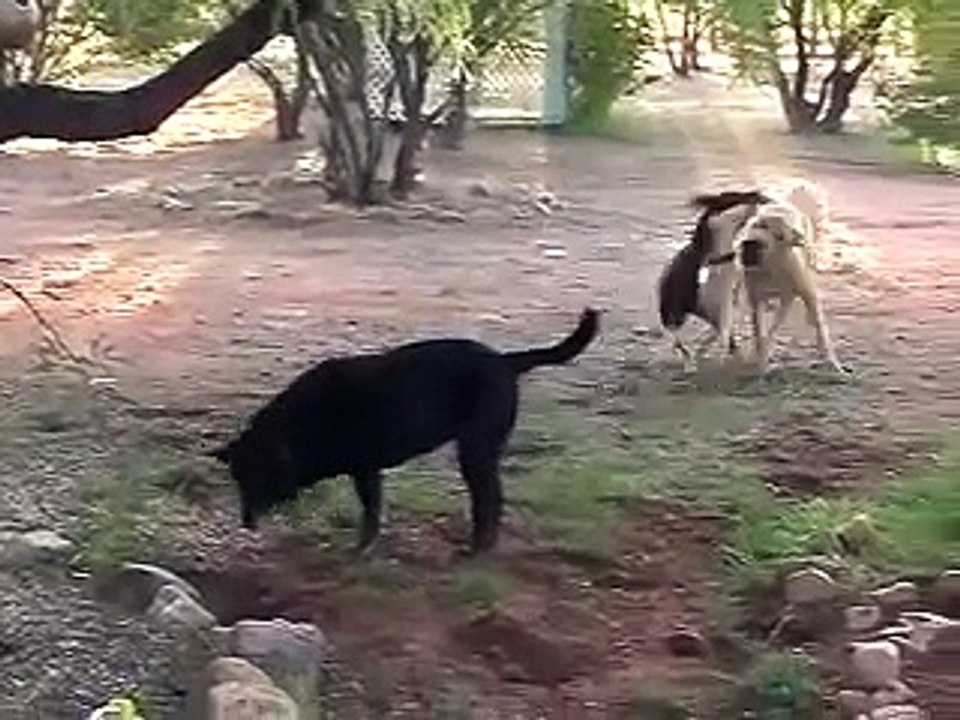 It's A Beautiful Morning