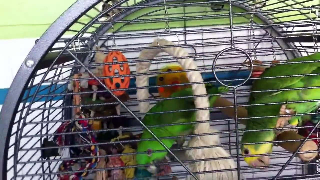 DUBLE YELLOW AND YELLOW NAPED AMAZON PARROTS BOTH ARE 1 YEAR OLD FEMALE