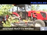 scutura nucile de pe copac cu o masina automatizata