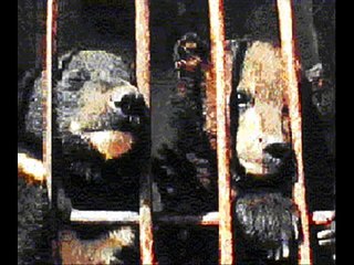 Please SAVE The Bears