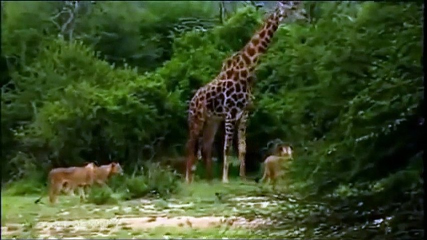 Documentales De Animales Salvajes En Español Completos