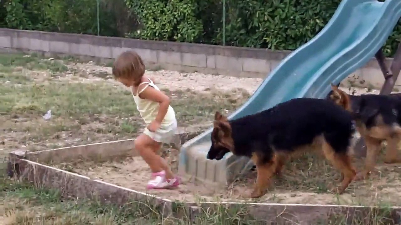 Jeu d'une belle berger allemand à poils longs