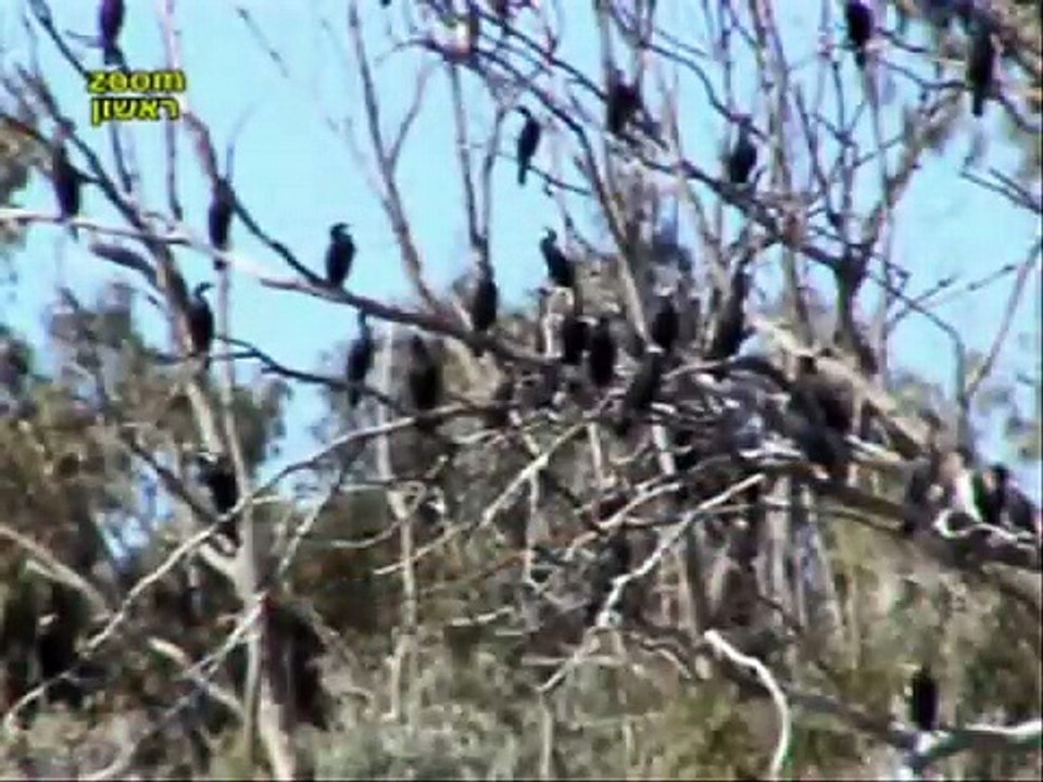 יפה כמו בשירים - קורמורנים -Zik - Kormorants in Nachal Sorek
