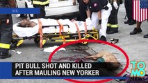 Pit Bull Attack: off-duty Brooklyn corrections officer shoots dog attacking homeless man - TomoNews