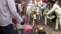 انڈیا میں ایک ایسا تہوار جس میں گائے نے کئی انسانوں کی جان لے لی