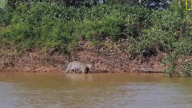 Jaguar Attacks Crocodile ( jaguar taking down a caiman)