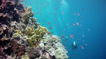 Potpourri Red Sea mit Rollei 5S Diving und AutoMagic-Filter