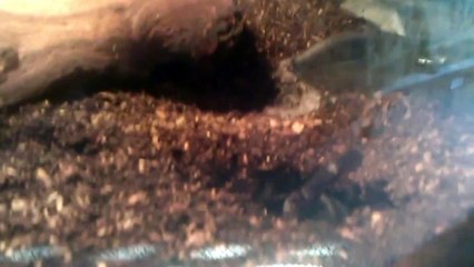 One of my scorpions digging a burrow