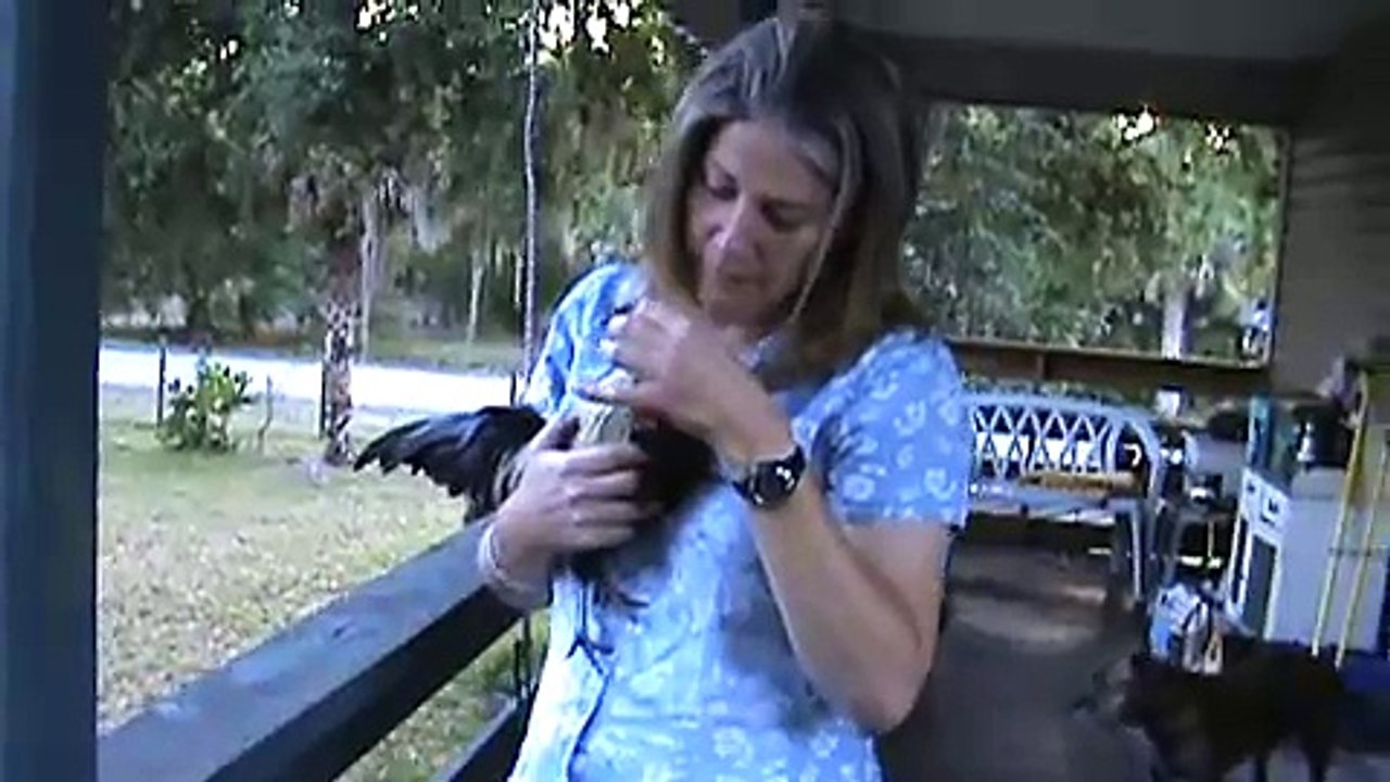 My pet Rooster, Jiminy Cricket