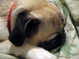 Funny Pug snoring and sleeping
