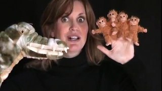 5 Little Monkeys Song - Le 5 piccole scimmiette canzone per bambini in inglese