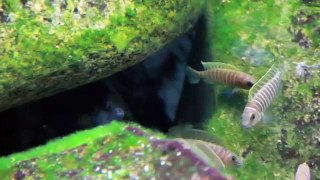 Aquarium Tanganyika - Comportement colonie de neolamprologus similis