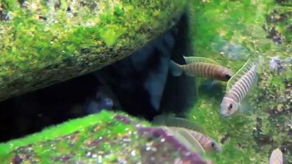 Aquarium Tanganyika - Comportement colonie de neolamprologus similis
