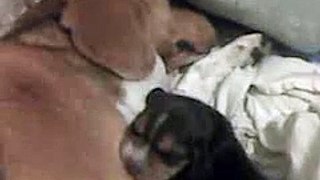 Cachorritos Beagle - 1 semana 3 dias de Nacidos
