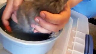 Kitten Bath Time - Aurora's turn