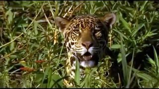 Ягуар против каймана-Jaguar vs caiman