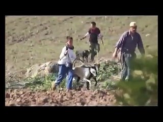Caza de Liebres con Galgos Las Cabezas de San Juan