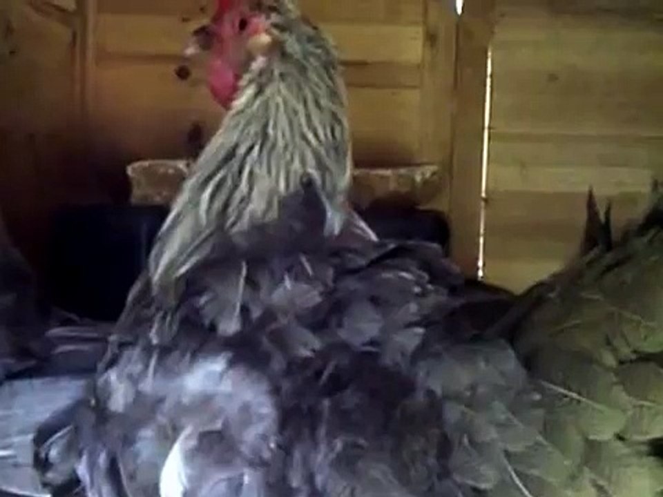 Hen Fight in the Coop