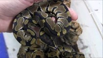 Baby USA CBB Ball Pythons