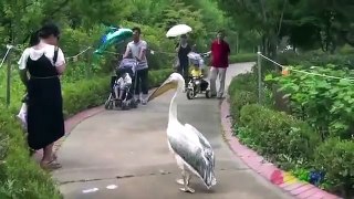 El pelicano gangsta Xd..