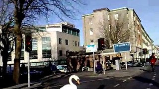Swans Crossing a Busy Road - Dublin, Ireland.