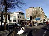 Swans Crossing a Busy Road - Dublin, Ireland.