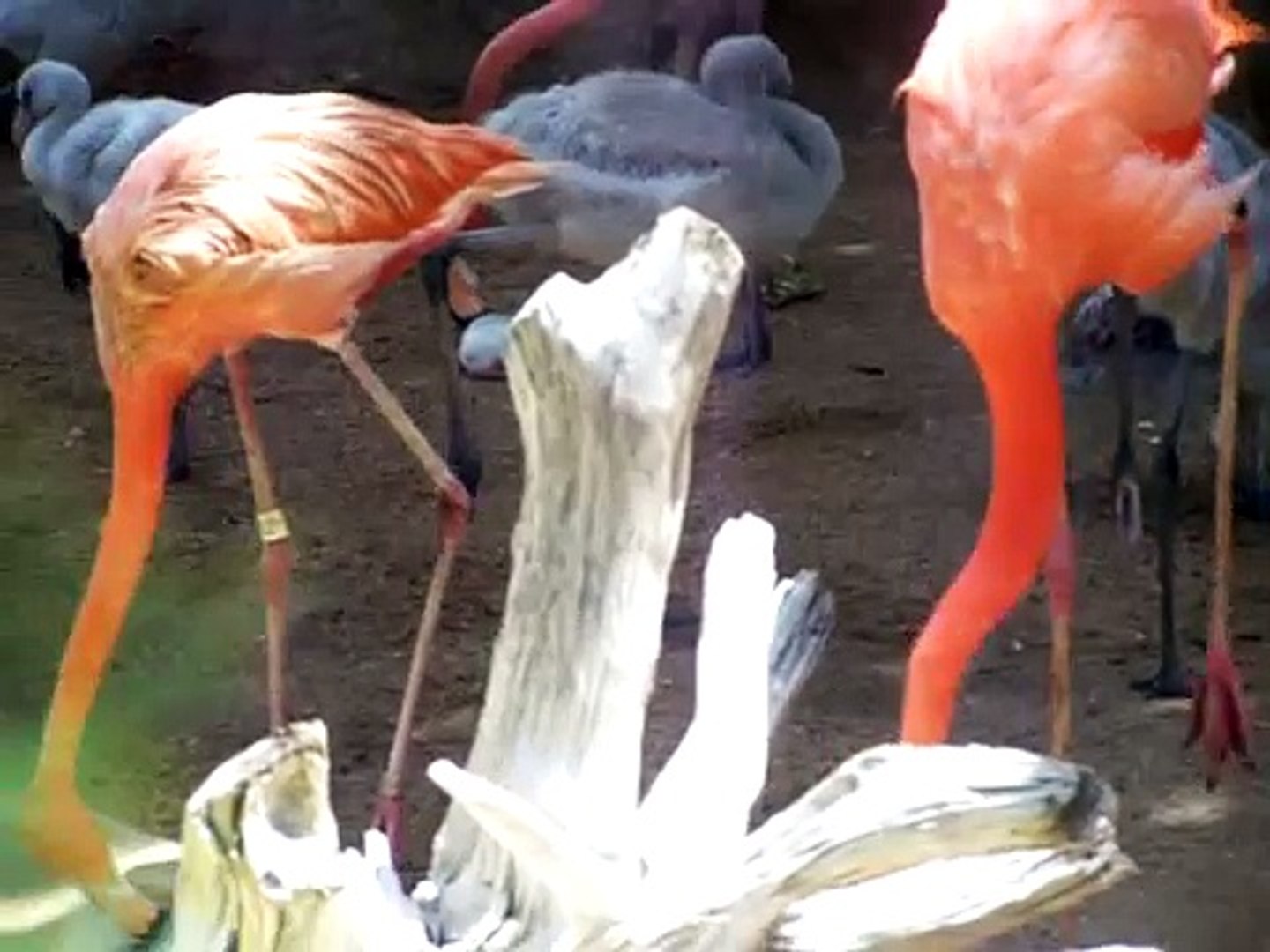 Mother Flamingo