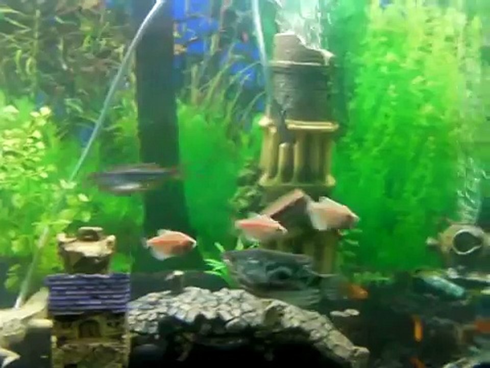 White Skirt Tetra's going crazy!