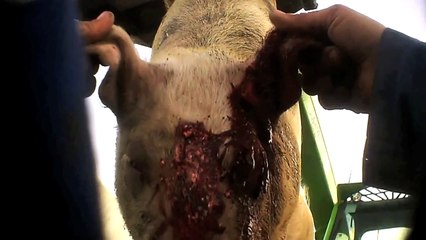 Dead Animals | East Anglian Pig Co.