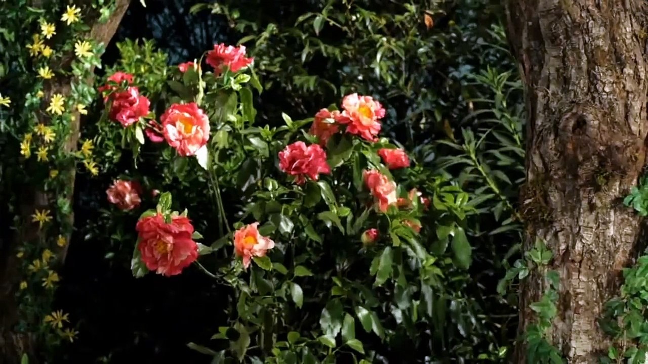 地球の相棒 NISSHINBO CM