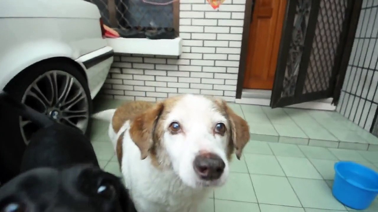 生命誠可貴，愛情價更高；若為薯條故，兩者皆可拋！