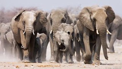 10 Astonishing Animal Parents